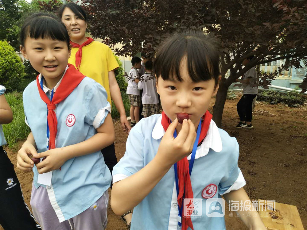 新澳门游戏西港小学举办“李子采摘”活动(图2)