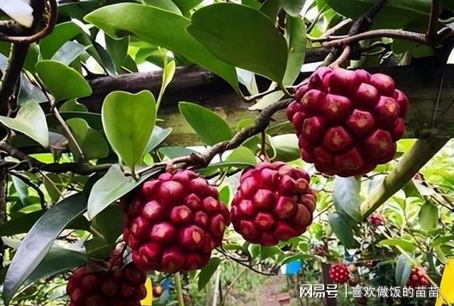 新澳门游戏网站入口家里有空地可以种“黑老虎”不挑土壤果实香甜好打理(图4)