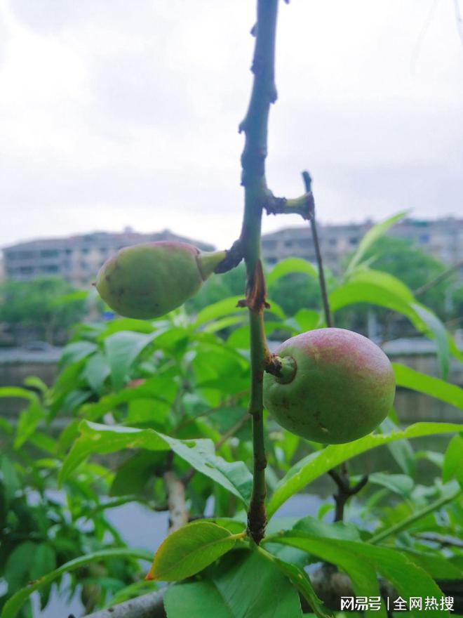 杭州萧山一小区河边景观树挂果！毛茸茸水灵灵河清柳绿环境真美(图3)