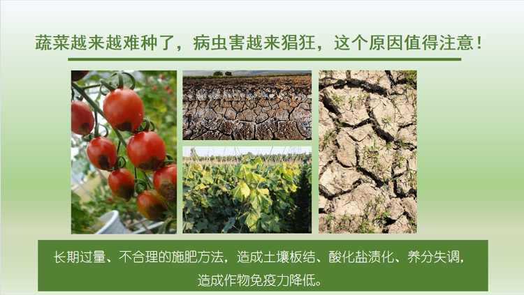 新澳门游戏网站入口《首席专家谈农技》直播 第十期 果菜专场 冬瓜茄果这样种！-广(图3)