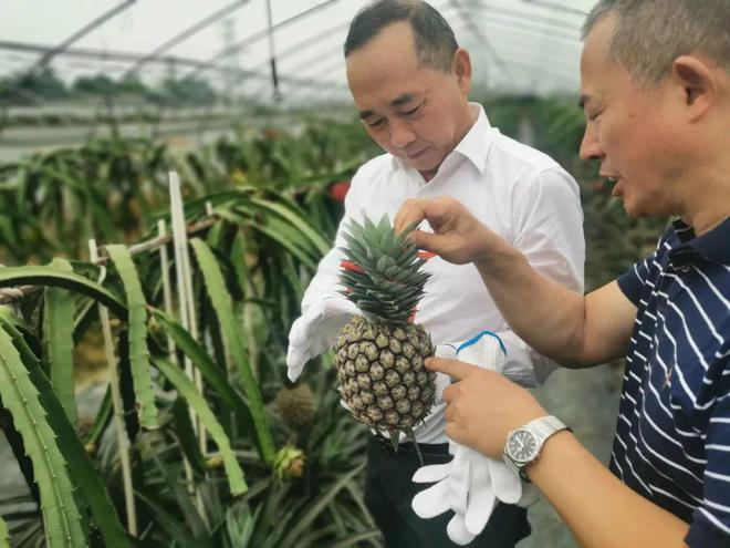 新澳门游戏“台青一亩田•凤梨丰收季”水果采摘活动在成都市郫都区举办(图1)