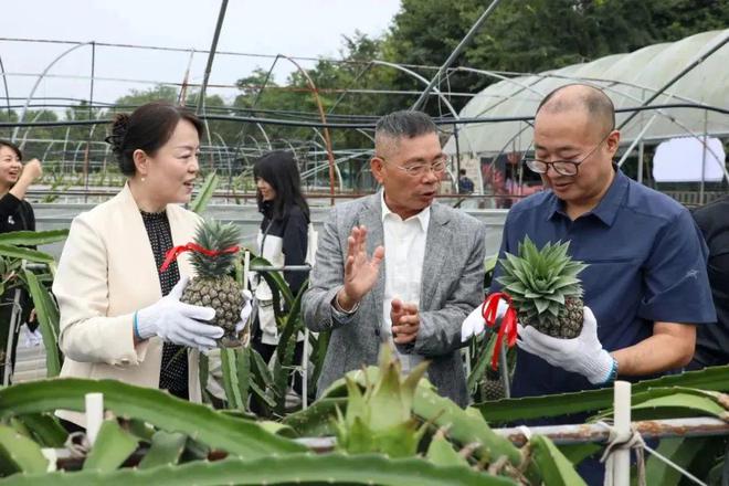 新澳门游戏“台青一亩田•凤梨丰收季”水果采摘活动在成都市郫都区举办(图5)