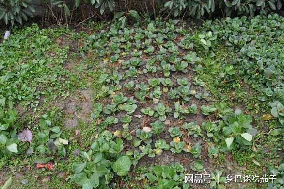 栽种菜苗好成活 学会这两招 种出的菜苗死苗少还粗壮(图3)