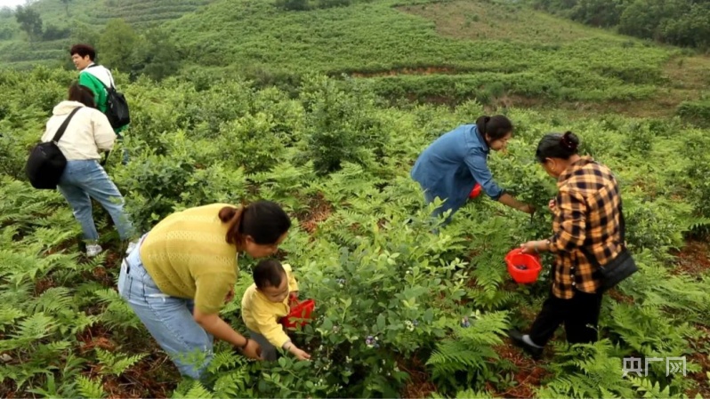 新澳门游戏贵州贵定：沿山千亩蓝莓成熟(图2)