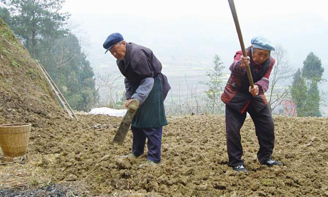 新澳门游戏网站入口地里不种农作物现在流行栽种便宜的果树村民种果树还都很积极(图4)