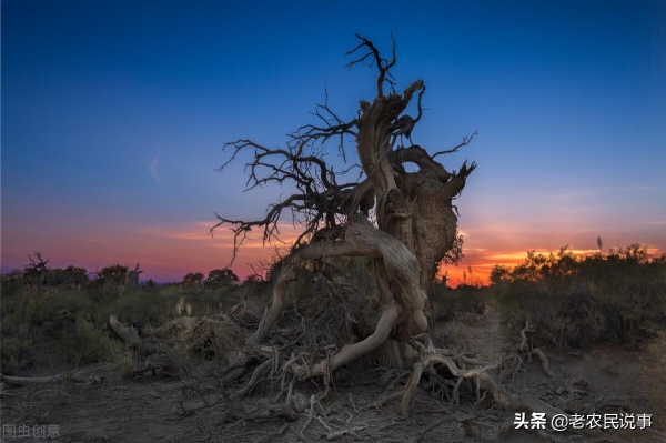 老话说“不怕坟前树就怕坟前洞”为啥要怕？坟前为啥别有洞？(图2)