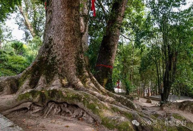 新澳门游戏网站入口院里栽种这“四大名树”越大越值钱是名副其实的“传家宝”(图5)