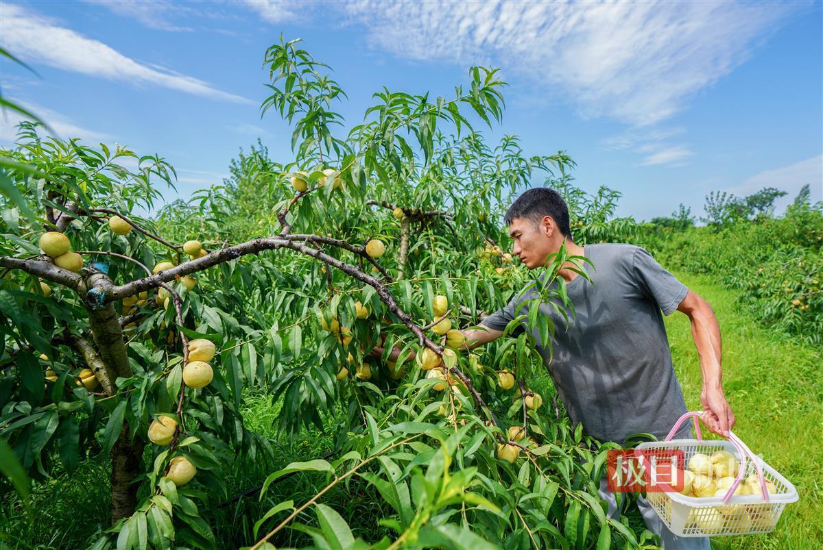 “海归”硕士在黄陂种出斐济果：引进更多新兴品种将“吃货”进行到底(图3)