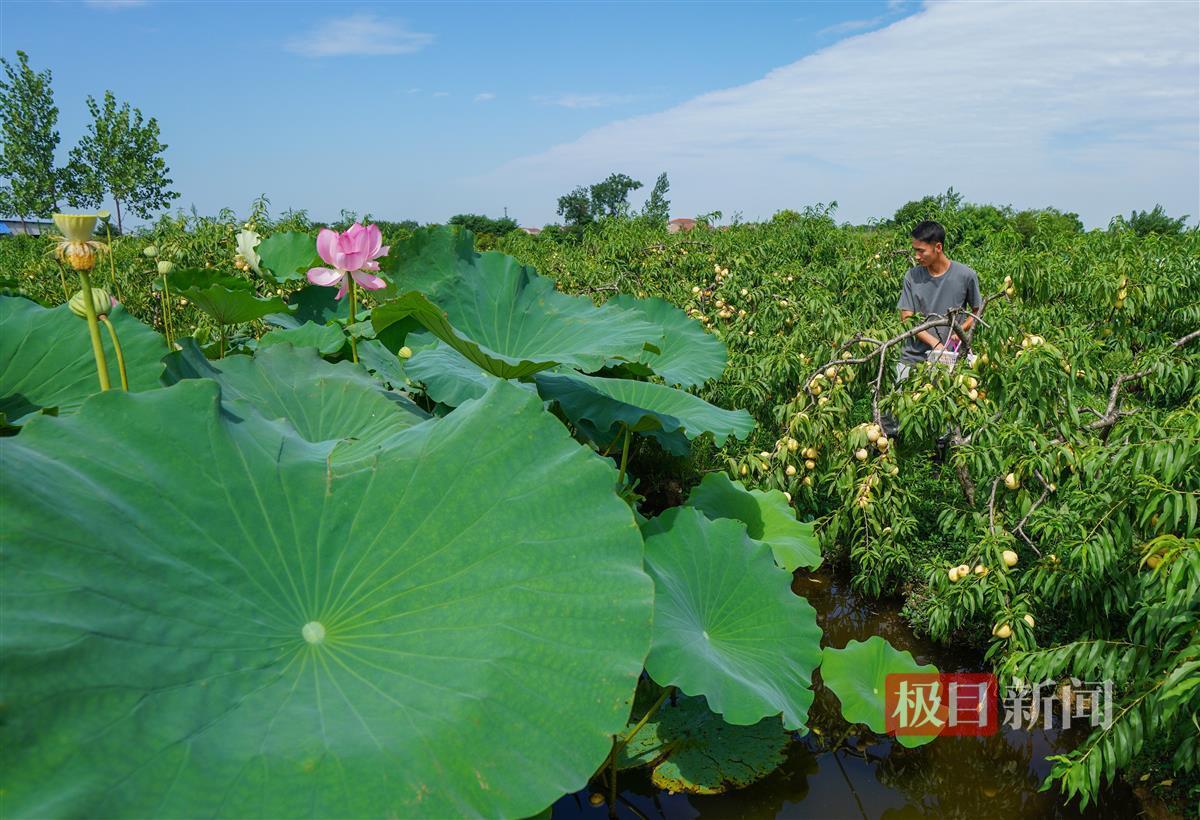 “海归”硕士在黄陂种出斐济果：引进更多新兴品种将“吃货”进行到底(图2)