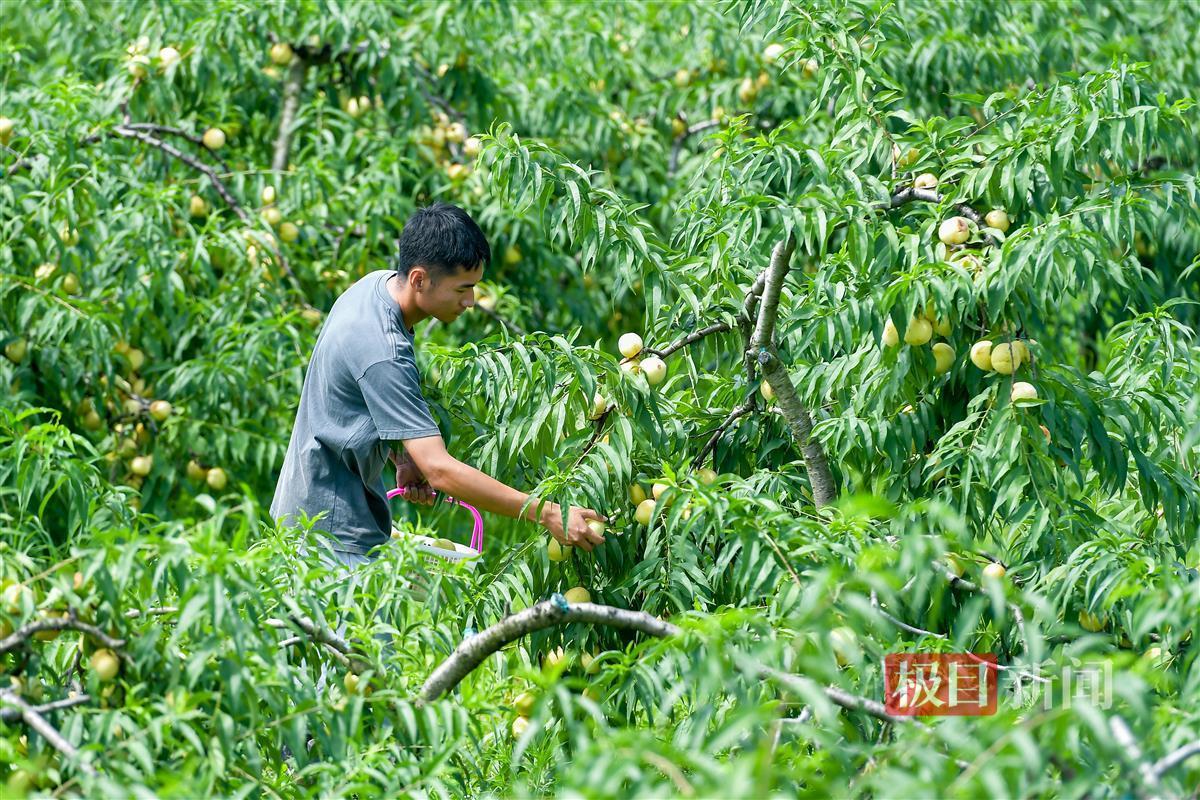 “海归”硕士在黄陂种出斐济果：引进更多新兴品种将“吃货”进行到底(图4)