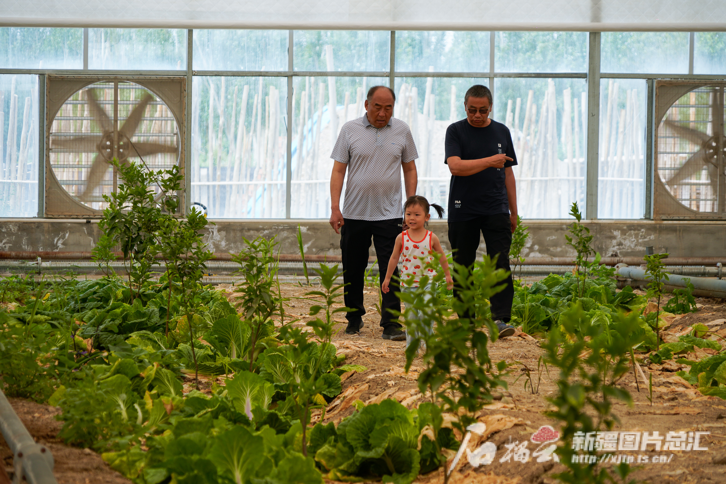 南果北种 哈密市幸福村里的“幸福事”(图1)