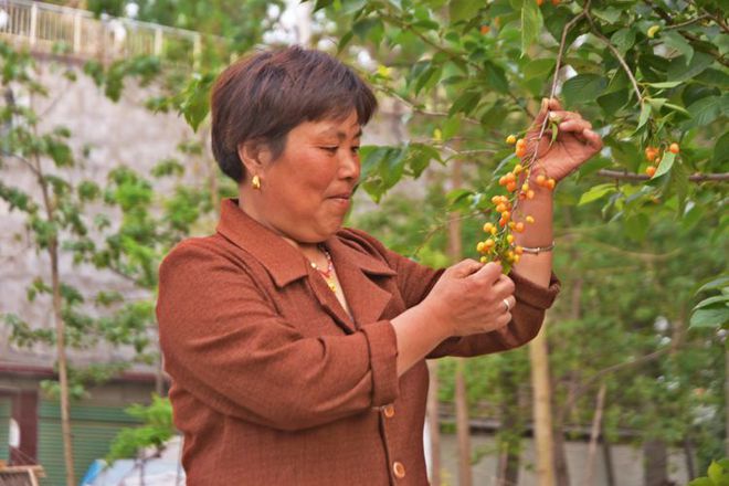 新澳门游戏网站入口一树樱桃每年能卖4000元农村年轻人一个创意足不出户就赚钱(图4)