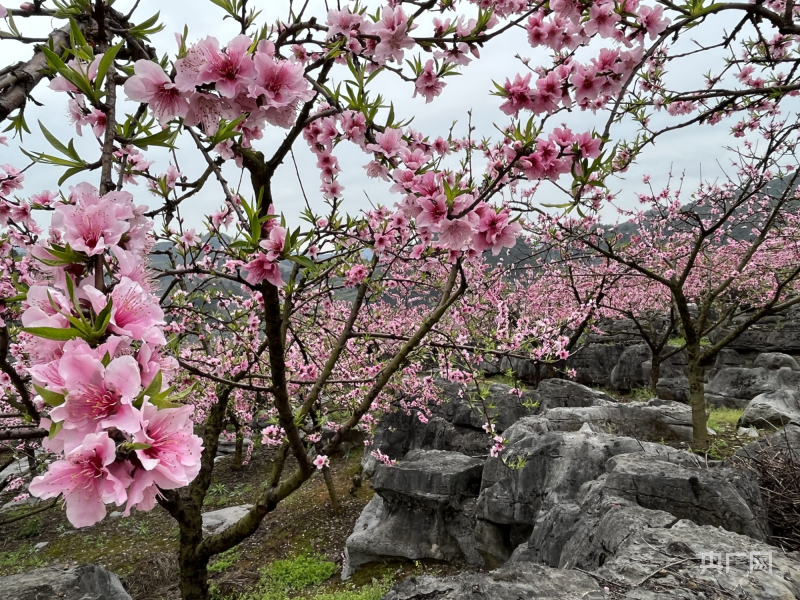 振兴“湘”村香花井村：石头缝里种桃树 桃花谷里“果仙”多(图1)