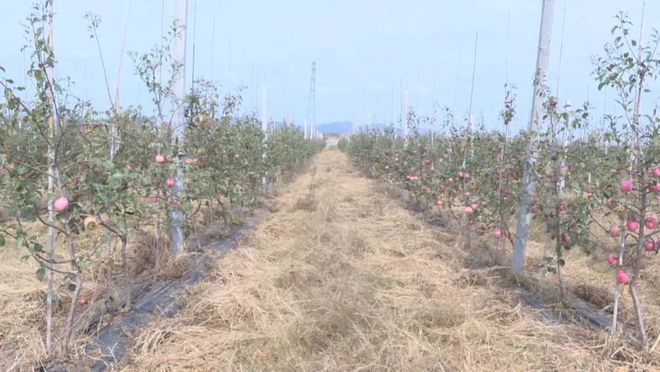 海阳打造苹果产业示范园3年内更新改造10万亩老龄果园(图2)