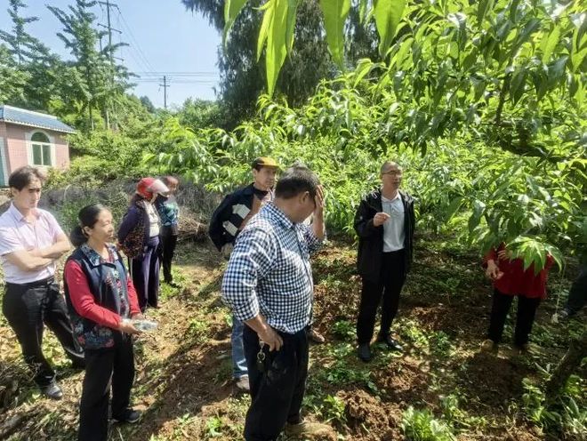 新澳门游戏网站入口全国助残日丨龙泉驿助残主题活动丰富多彩(图2)