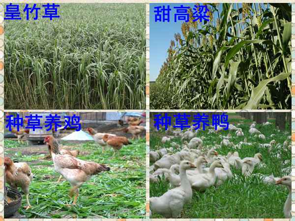 新澳门游戏网站入口果园种植什么牧草养猪福州哪里有卖的(图1)