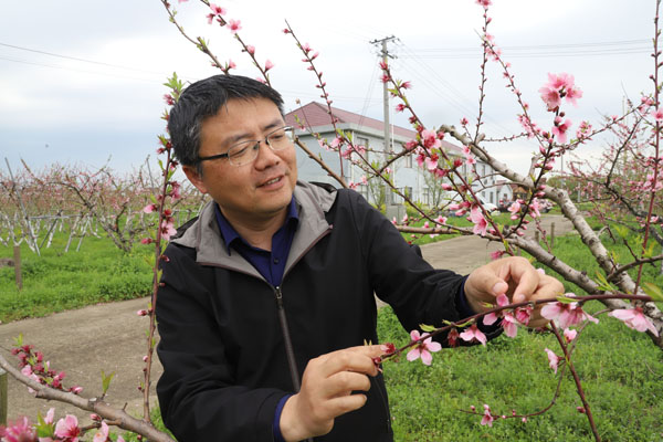 春风拂面桃花开 金山桃农孙希洲的“甜蜜事业”(图2)