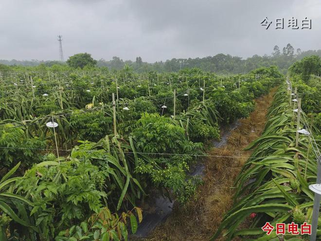 新澳门游戏电白这里藏了一个两河交汇的“百果园”(图12)