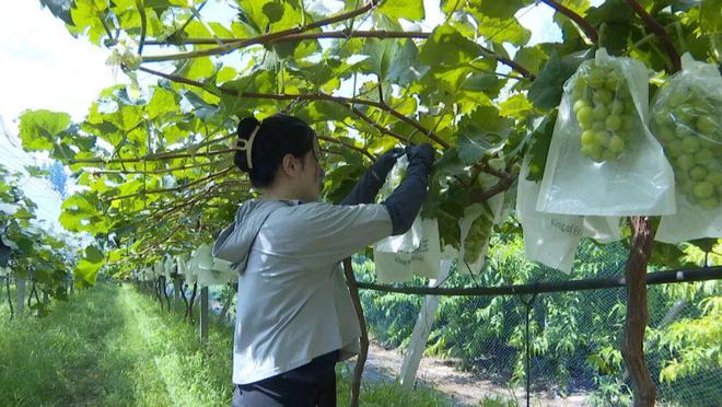 新澳门游戏网站入口暴雨之后果树该咋补救？(图1)