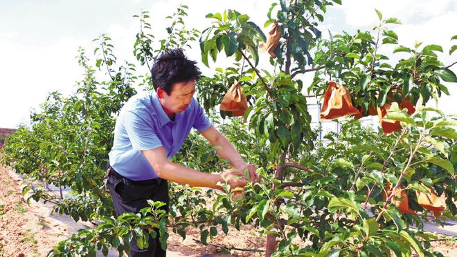 神木贺家川丰劳山：900亩荒山变果园(图1)