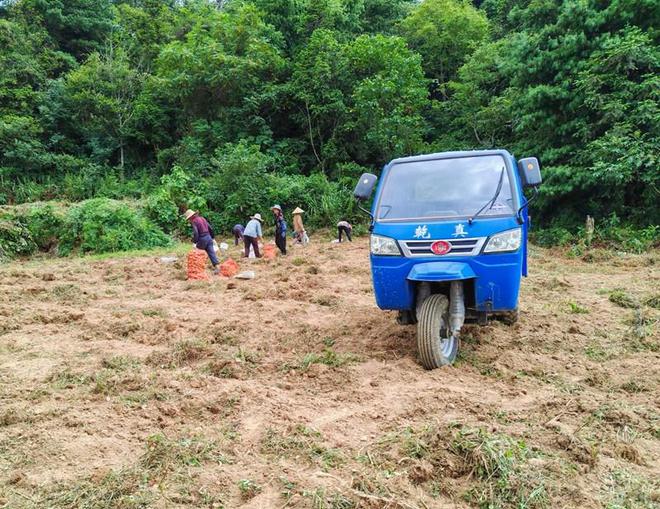 开阳县双流镇：种植基地土豆丰收忙 助农增收添“薯”光(图3)