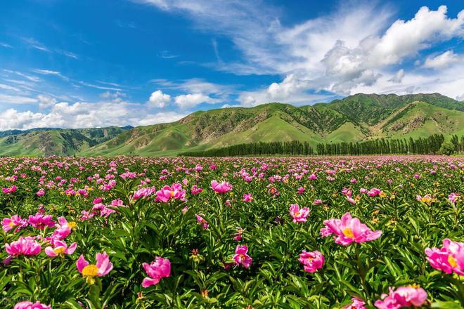 新澳门游戏新疆药材种植项目哪种最好(图3)