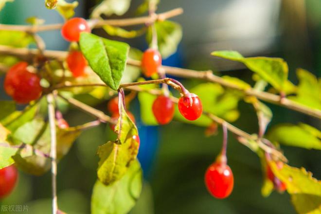 新澳门游戏新疆药材种植项目哪种最好(图5)