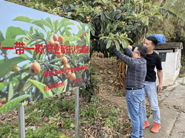 晴隆县长流乡：果树认购 让长流村在产业振兴路上跑出加速度(图3)