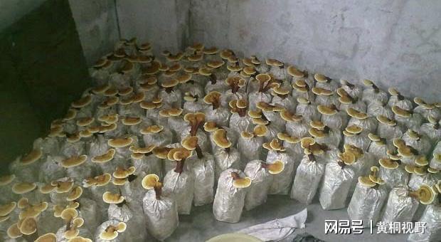 想发财种药材！家庭药材种植好项目1斤180元20平方年赚15万(图3)