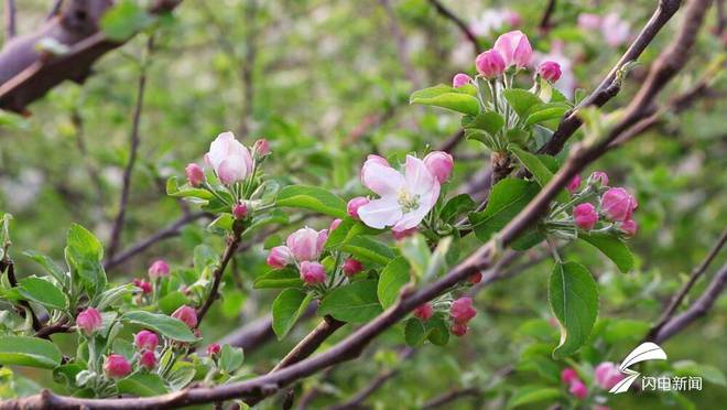 宁阳县东庄镇：苹果花开枝头俏 果园管理疏花忙(图1)