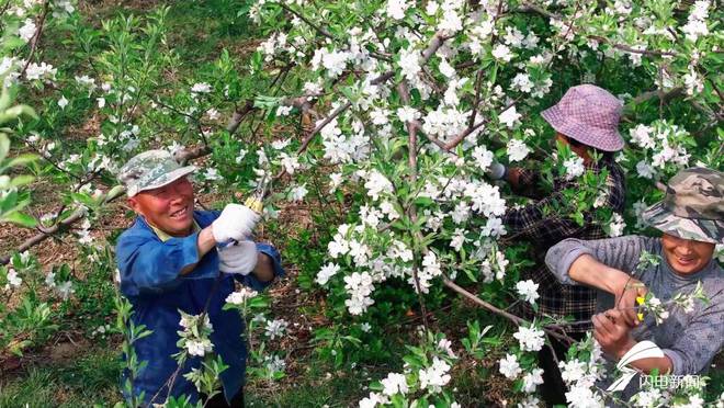 宁阳县东庄镇：苹果花开枝头俏 果园管理疏花忙(图3)