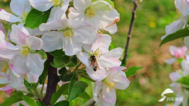 宁阳县东庄镇：苹果花开枝头俏 果园管理疏花忙(图2)