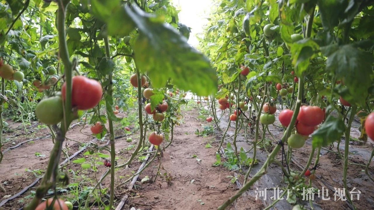 辛集市：大棚特色种植托起乡村振兴梦(图3)