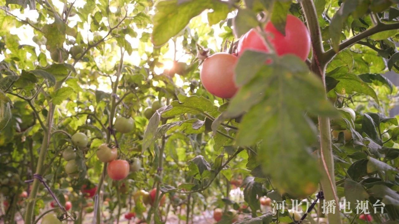 辛集市：大棚特色种植托起乡村振兴梦(图4)