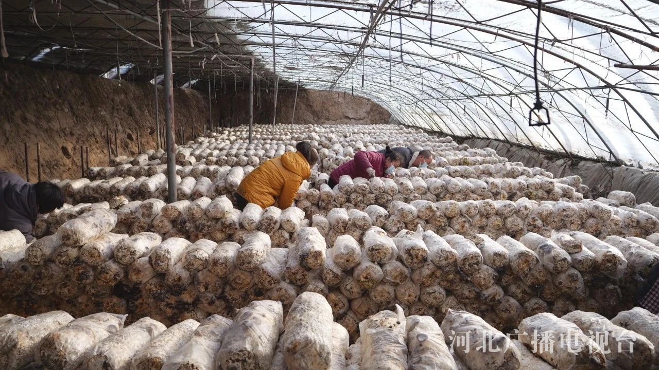 辛集市：大棚特色种植托起乡村振兴梦(图5)