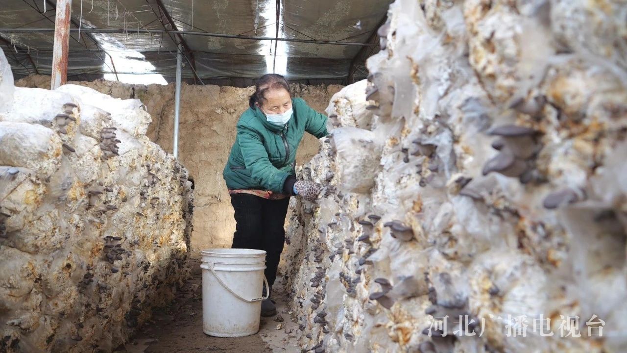 辛集市：大棚特色种植托起乡村振兴梦(图6)