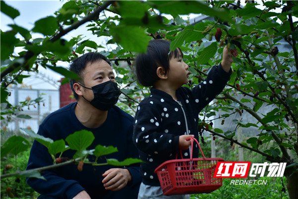 周末好去处！满枝桑葚等你来摘(图1)