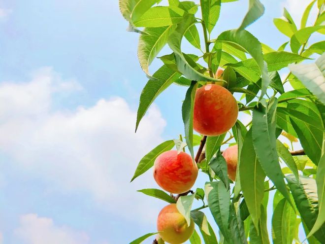 姚渡采摘季夏日蜜桃来袭不可错过的甜蜜味道(图1)