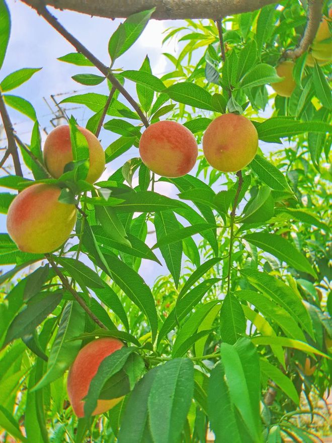 姚渡采摘季夏日蜜桃来袭不可错过的甜蜜味道(图5)