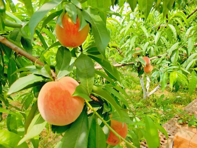 姚渡采摘季夏日蜜桃来袭不可错过的甜蜜味道(图3)