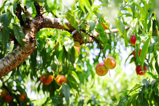 姚渡采摘季夏日蜜桃来袭不可错过的甜蜜味道(图6)