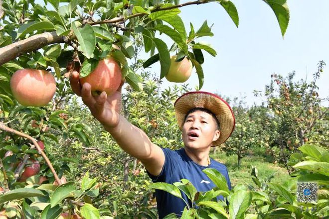 【走进乡村看小康】八里台镇刘家沟村：苹果迎来丰收季 助力乡村农业游(图1)