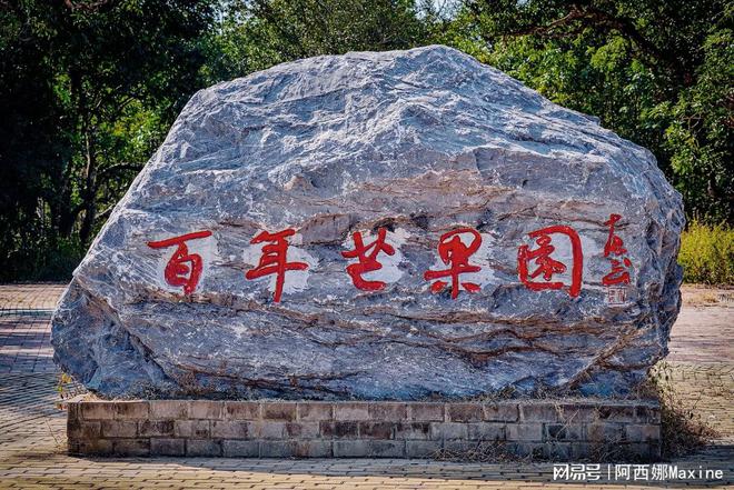 昌江｜“百岁”芒果树成风景 引游客探访(图3)