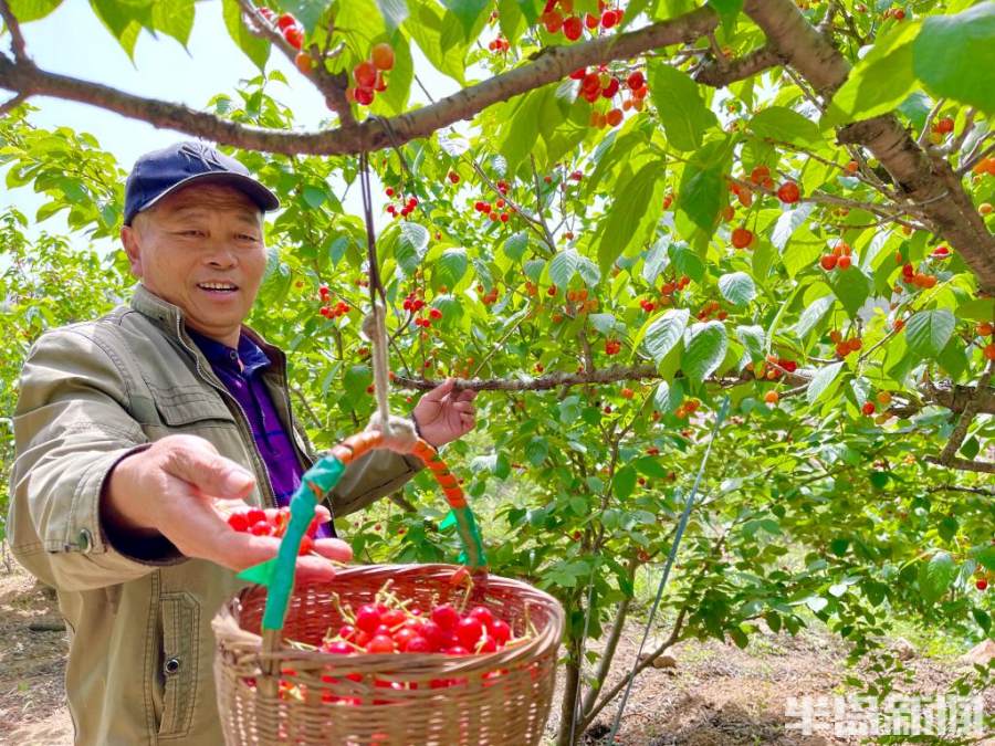 新澳门游戏红了甜了本周末迎最佳采摘期！青岛这些地方吃樱桃最过瘾攻略快收好！(图2)