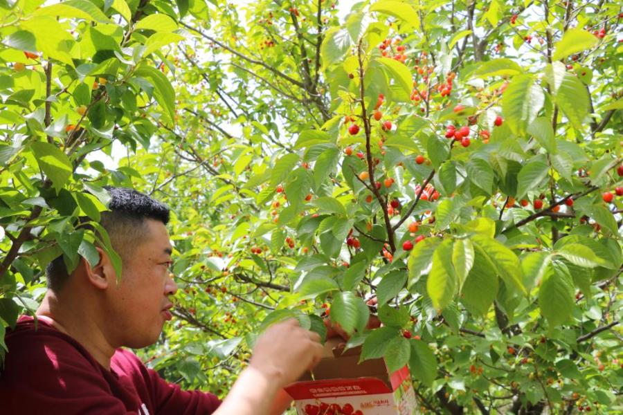 新澳门游戏红了甜了本周末迎最佳采摘期！青岛这些地方吃樱桃最过瘾攻略快收好！(图6)