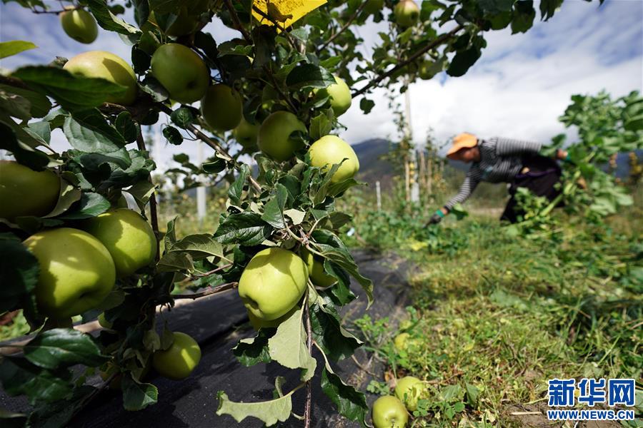 新澳门游戏网站入口苹果红了群众笑了——林芝现代苹果标准化示范园见闻(图2)