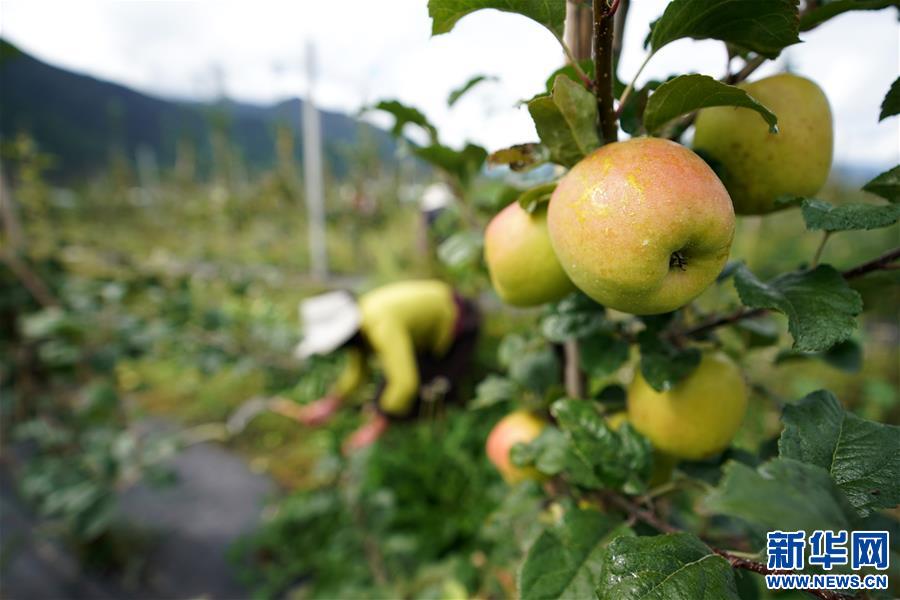 新澳门游戏网站入口苹果红了群众笑了——林芝现代苹果标准化示范园见闻(图1)