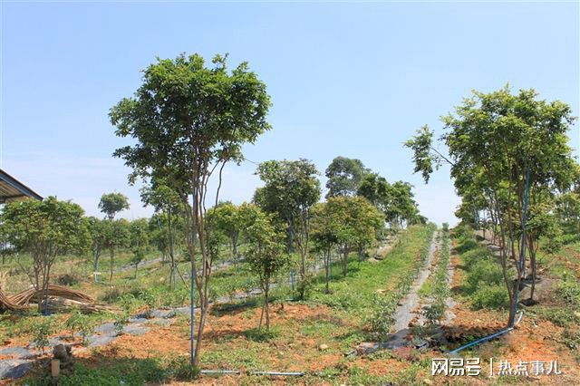 新澳门游戏长在树上的葡萄、西瓜、拳头大的西梅 乐山有个“稀奇果园”(图5)