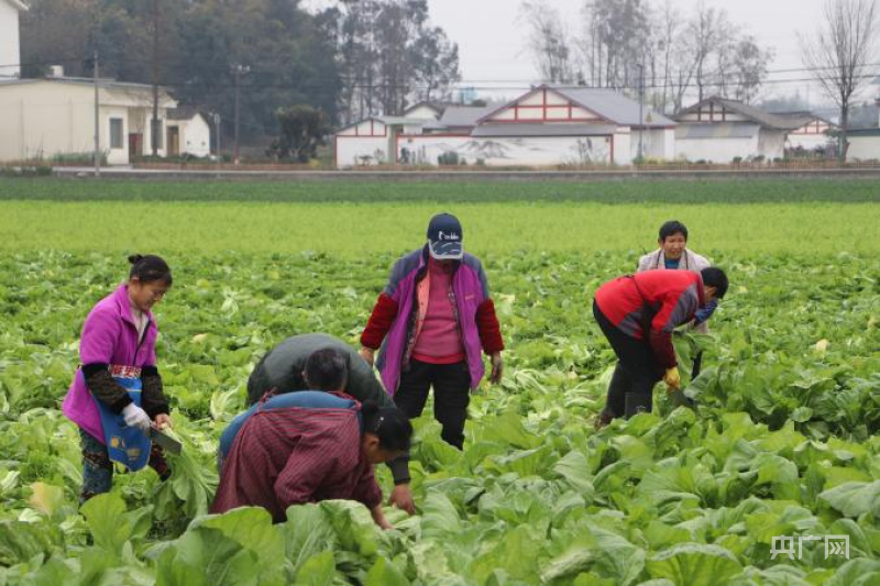 新澳门游戏网站入口一犁新雨破春耕｜ “一采一收”轮番耕种 眉山夯实粮食根基(图1)