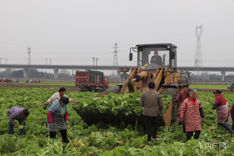 新澳门游戏网站入口一犁新雨破春耕｜ “一采一收”轮番耕种 眉山夯实粮食根基(图3)